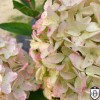 Hydrangea paniculata 'Whitelight' - Aedhortensia 'Whitelight' C5/5L